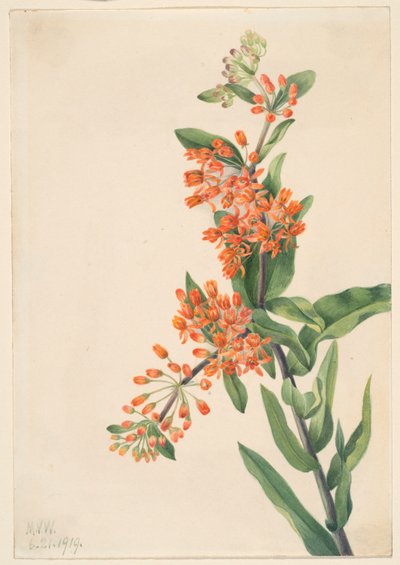 Perhosruoho (Ascelpias tuberosa) tekijältä Mary Vaux Walcott