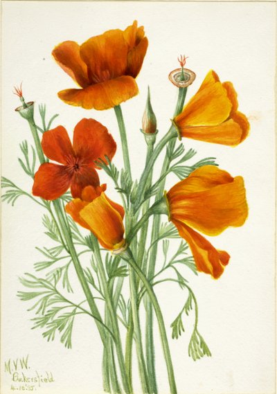 Kalifornian unikko Eschscholtzia californica, 1935. tekijältä Mary Vaux Walcott