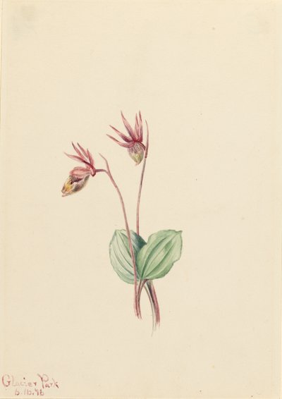 Calypso (Cytherea bulbosa) tekijältä Mary Vaux Walcott