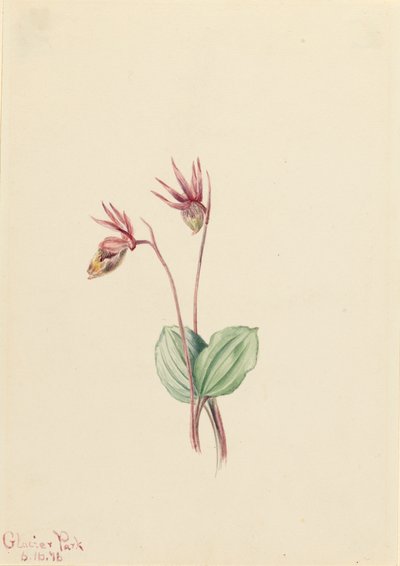 Calypso Cytherea bulbosa, 1916. tekijältä Mary Vaux Walcott