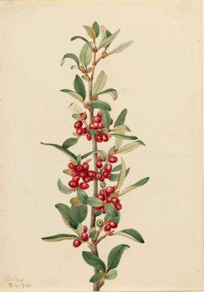 Kanada Buffaloberry Lepargyrea canadensis, 1916. tekijältä Mary Vaux Walcott