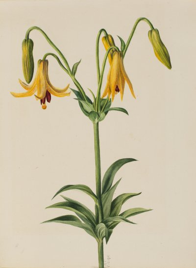 Kanadan Lilja (Lilium canadense) tekijältä Mary Vaux Walcott
