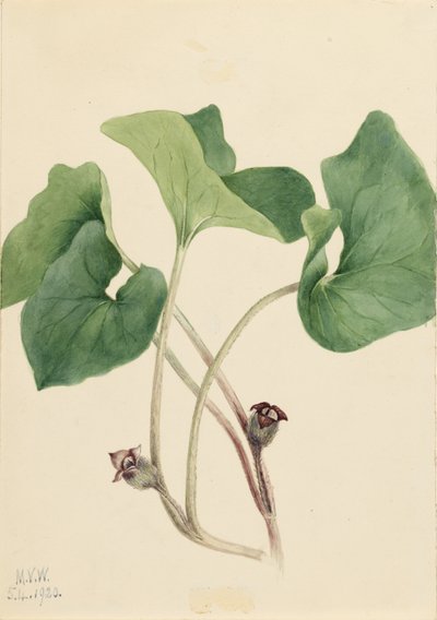 Kanadan villiinkivääri (Asarum canadense) tekijältä Mary Vaux Walcott