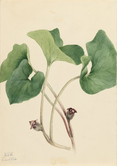 Kanada Wild Ginger Asarum canadense, 1920. tekijältä Mary Vaux Walcott