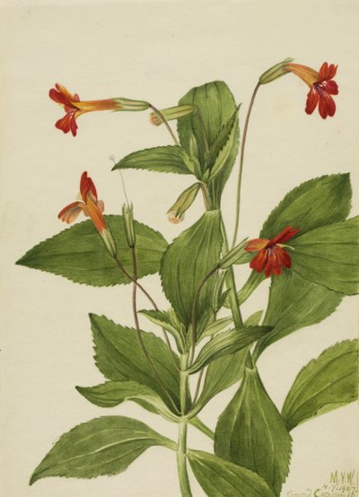 Cardinal Monkey Flower Mimulus cardinalis, 1927. tekijältä Mary Vaux Walcott