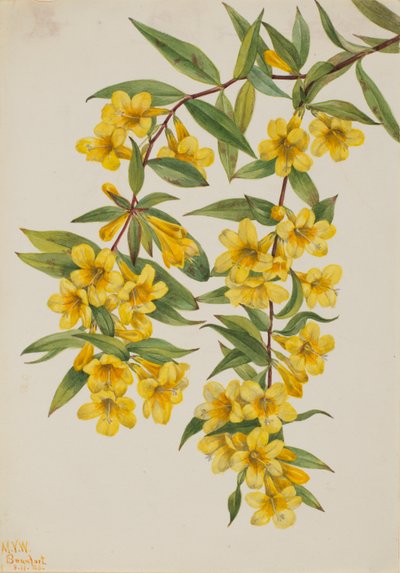 Carolina Jessamine (Gelsemium sempervirens) tekijältä Mary Vaux Walcott
