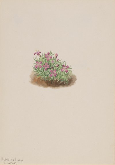 Matto Pink Silene acaulis, 1905. tekijältä Mary Vaux Walcott