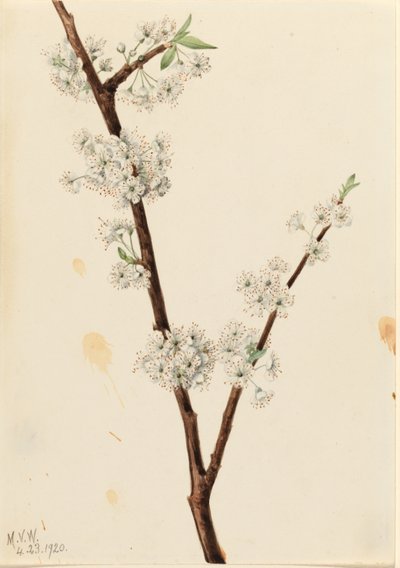 Chickasaw Luumu (Prunus angustifolia) tekijältä Mary Vaux Walcott