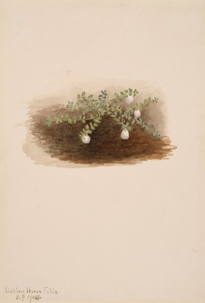 Chiogenes hispidula, 1904. tekijältä Mary Vaux Walcott