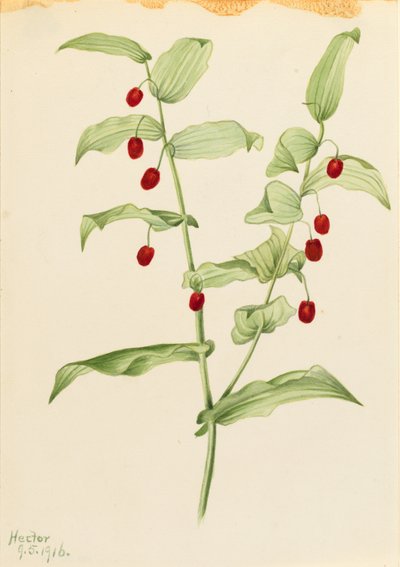 Kierretty varsi (Streptopus amplexifolius) tekijältä Mary Vaux Walcott