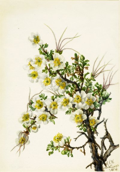 Cliffrose Cowania Stansburiana, 1934. tekijältä Mary Vaux Walcott