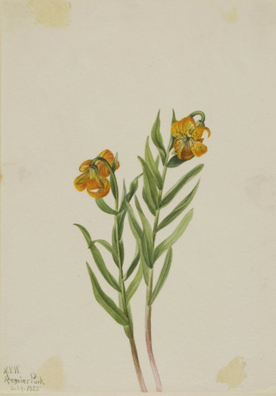 Columbia Lily (Lilium columbianum) tekijältä Mary Vaux Walcott