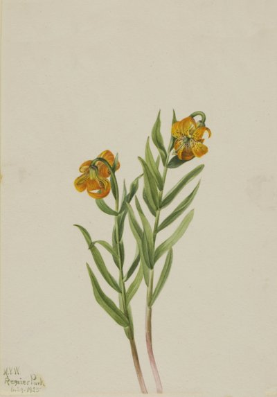 Columbia Lily Columbia Lily, 1925. tekijältä Mary Vaux Walcott