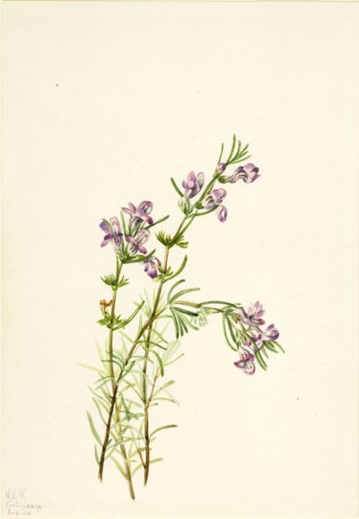 Conradina verticillata, 1934. tekijältä Mary Vaux Walcott