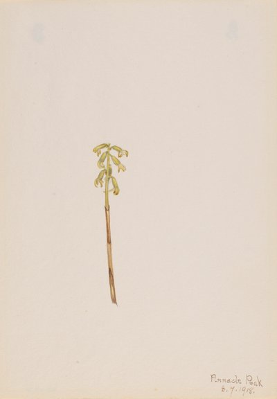 Corathorhiza corallorhiza, 1918. tekijältä Mary Vaux Walcott