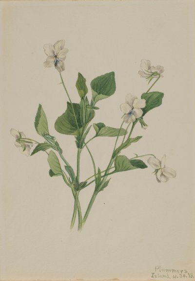 Kermanvioletti Viola striata, 1918. tekijältä Mary Vaux Walcott