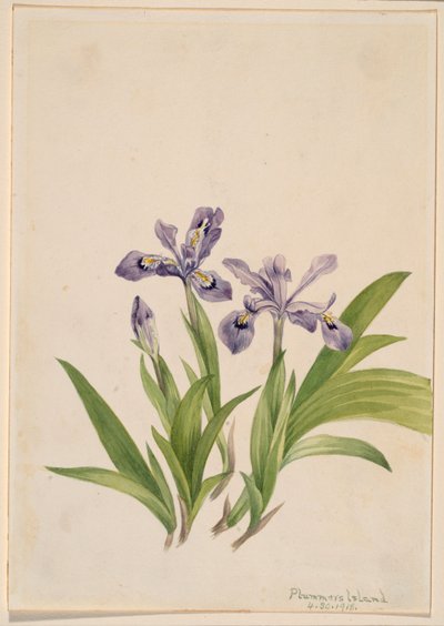 Harmaasirkka (Iris cristata) tekijältä Mary Vaux Walcott