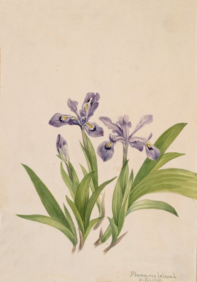 Crested Iris Iris cristata, 1918. tekijältä Mary Vaux Walcott