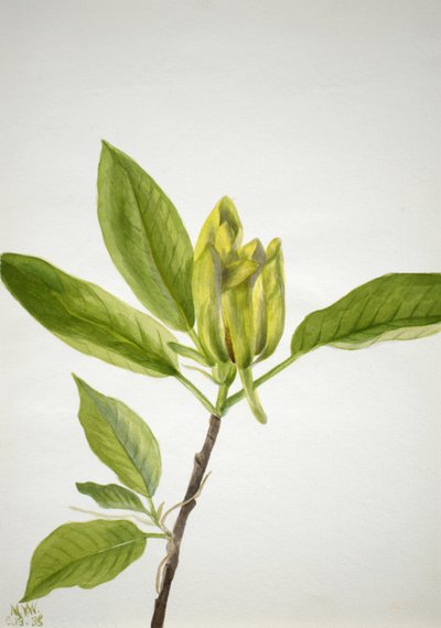 Kurkkupuu Magnolia scuminata, 1938. tekijältä Mary Vaux Walcott