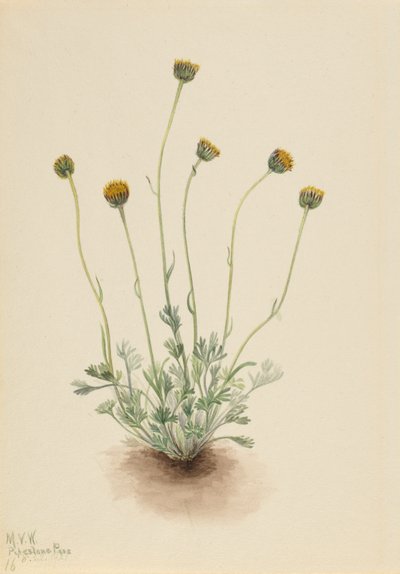 Leikatut lehdet (Erigeron compositus nudus) tekijältä Mary Vaux Walcott