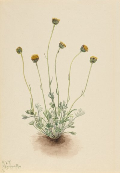 Cut Leaf Fleabane Erigeron tulitikku alasti, 1921. tekijältä Mary Vaux Walcott