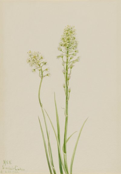 Kuolema Camas (Zygadenus venenosus) tekijältä Mary Vaux Walcott