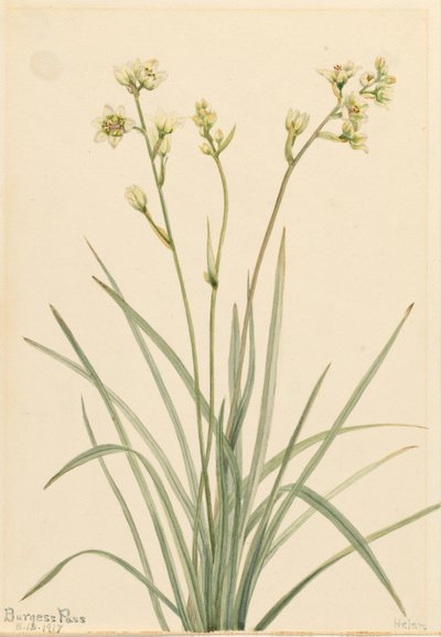 Kuolemankämmekkä (Zygadenus elegans) tekijältä Mary Vaux Walcott