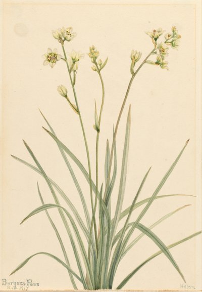 Deathcamas Zygadenus elegans, 1917. tekijältä Mary Vaux Walcott