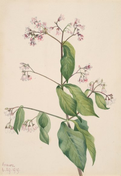 Dogbane Apocyum androsaemfolium, 1919. tekijältä Mary Vaux Walcott