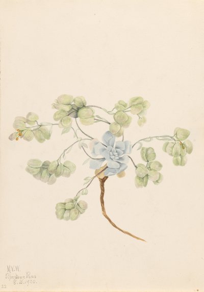 Kaksinkertainen rakkolehti (Physaria didymocarpa) tekijältä Mary Vaux Walcott