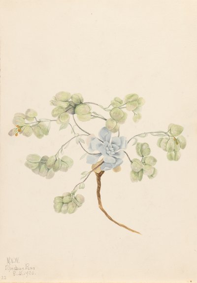 Kaksoisrakkula Physaria didymocarpa, 1920. tekijältä Mary Vaux Walcott