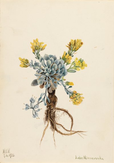 Kaksoisrakkula Physaria didymocarpa, 1920. tekijältä Mary Vaux Walcott