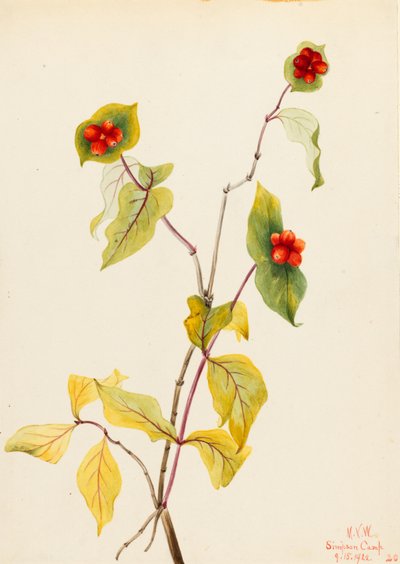 Douglas Kuusama (Lonicera glaucescens) tekijältä Mary Vaux Walcott
