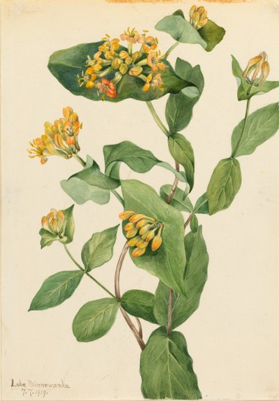 Douglas Kuusama (Lonicera glaucescens) tekijältä Mary Vaux Walcott