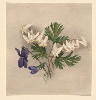 Hollantilaisen housut (Bikukulla cucullaria) tekijältä Mary Vaux Walcott