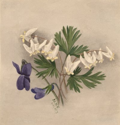 Hollannin housut Bikullaria, tekijältä Mary Vaux Walcott