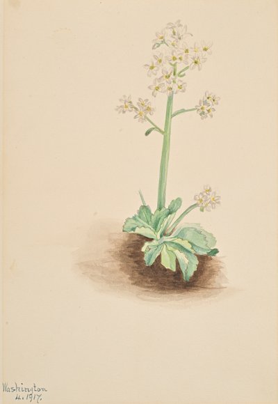 Early Saxifrage Saxifraga virginiensis, 1917. tekijältä Mary Vaux Walcott
