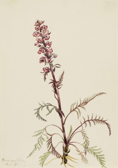 Elephanthead Pedicularis Greenlandica, 1916. tekijältä Mary Vaux Walcott