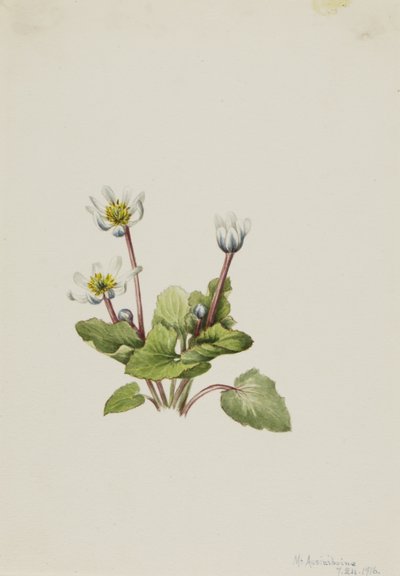 Elkslip Caltha leptosepala, 1916. tekijältä Mary Vaux Walcott