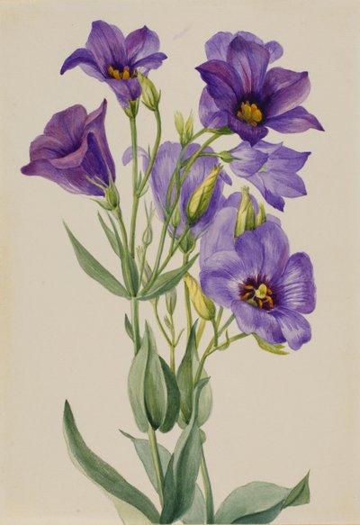 Eustoma russelianum tekijältä Mary Vaux Walcott