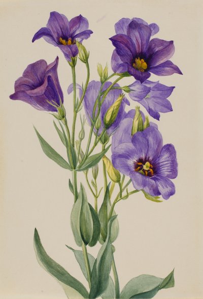 Eustoma russelianum, n. 1930-luvun alku. tekijältä Mary Vaux Walcott