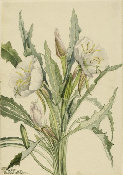 Iltasimppu (Pachyoplus hirsutus) tekijältä Mary Vaux Walcott