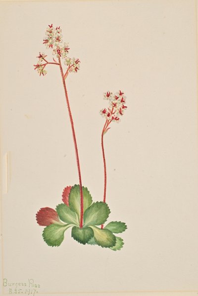 Evergreen Saxifrage Leptarrhena pyrolifolia, 1917. tekijältä Mary Vaux Walcott