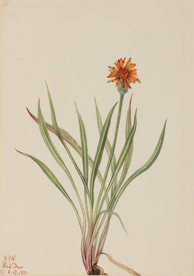 Väärä voikukka Agoseris aurantiaca, 1921. tekijältä Mary Vaux Walcott