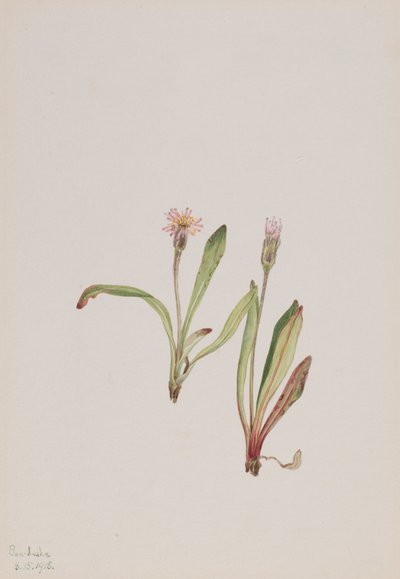 Väärä voikukka Agoseris carnea, 1918. tekijältä Mary Vaux Walcott