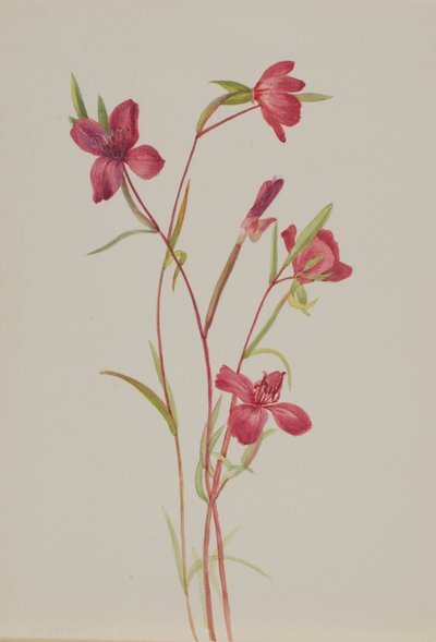 Hyvästit keväälle Godetia amoena lilja, n. 1930-luku. tekijältä Mary Vaux Walcott