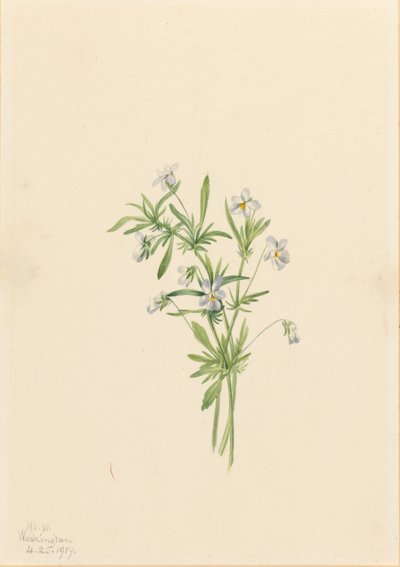 Kenttävioletti (Viola rafinesquii) tekijältä Mary Vaux Walcott