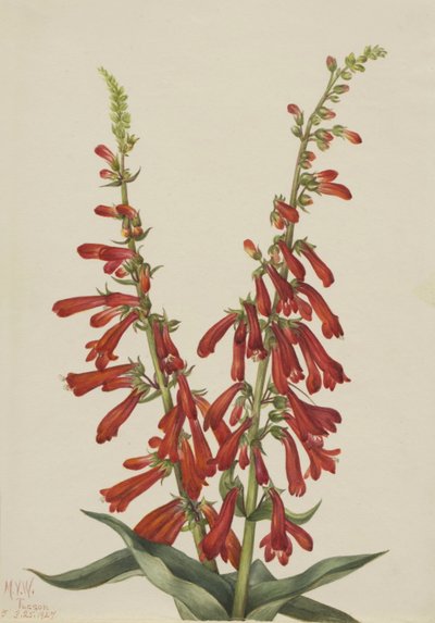 Tuli Pentstemon (Pentstemon eatonii) tekijältä Mary Vaux Walcott