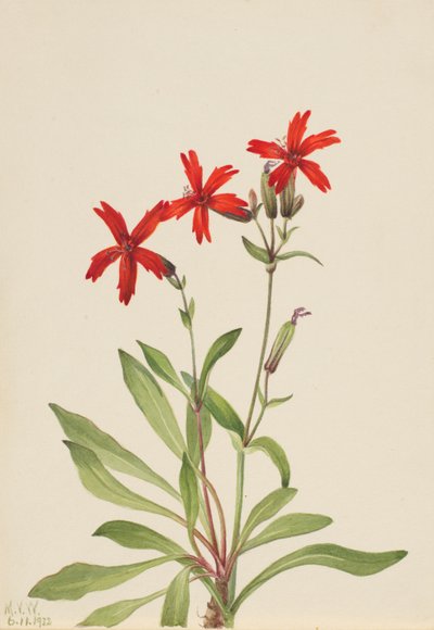 Fire Pink (Silene virginica) tekijältä Mary Vaux Walcott
