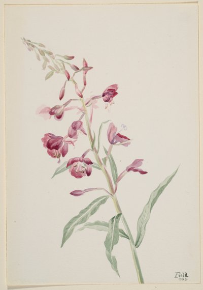 Tulikukka (Epilobium angustifolium) tekijältä Mary Vaux Walcott